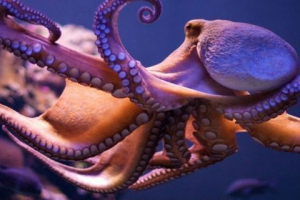 Ile serc na octopus?